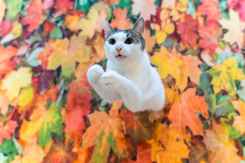 'Apareceu', finalista do Comedy Pet Photo Awards — Foto: Kazutoshi Ono/Comedy Pets