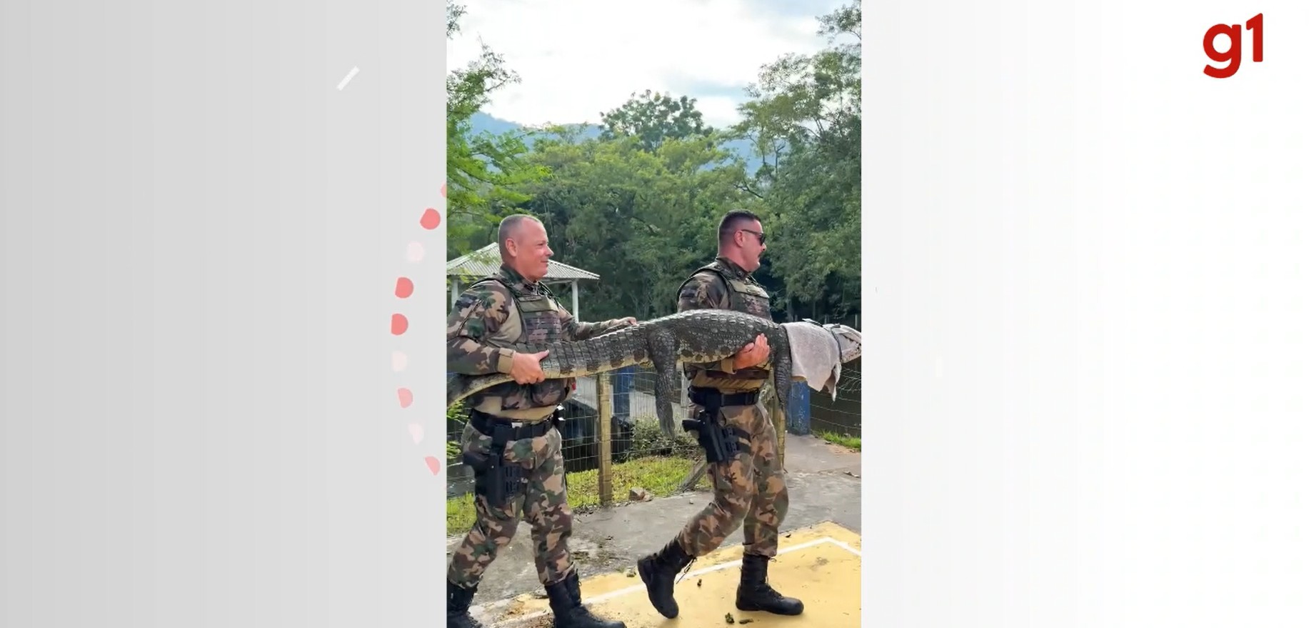 Jacaré é resgatado após ficar preso em rede de trave de futebol dentro de condomínio em Florianópolis; VÍDEO