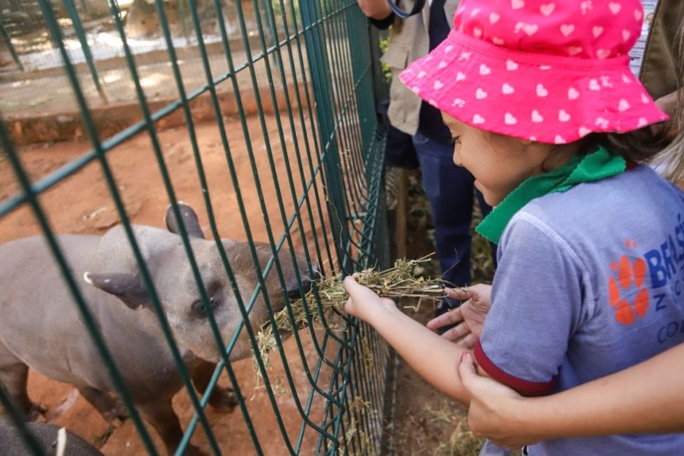 Zoo de Brasília terá Colônia de Feras para crianças de 6 a 10 anos de idade — Foto: Divulgação