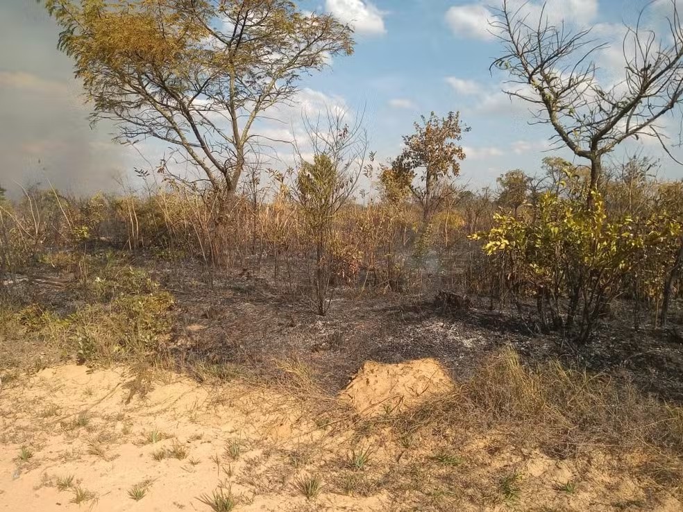 Vegetação do Cerrado aberto possui adaptações ao fogo e ao clima mais seco — Foto: Giselda Durigan/Unicamp