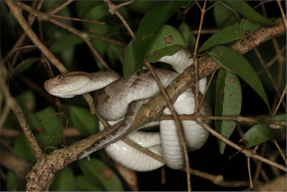 Cobras exóticas como naja e víbora ameaçam espécies nativas do cerrado