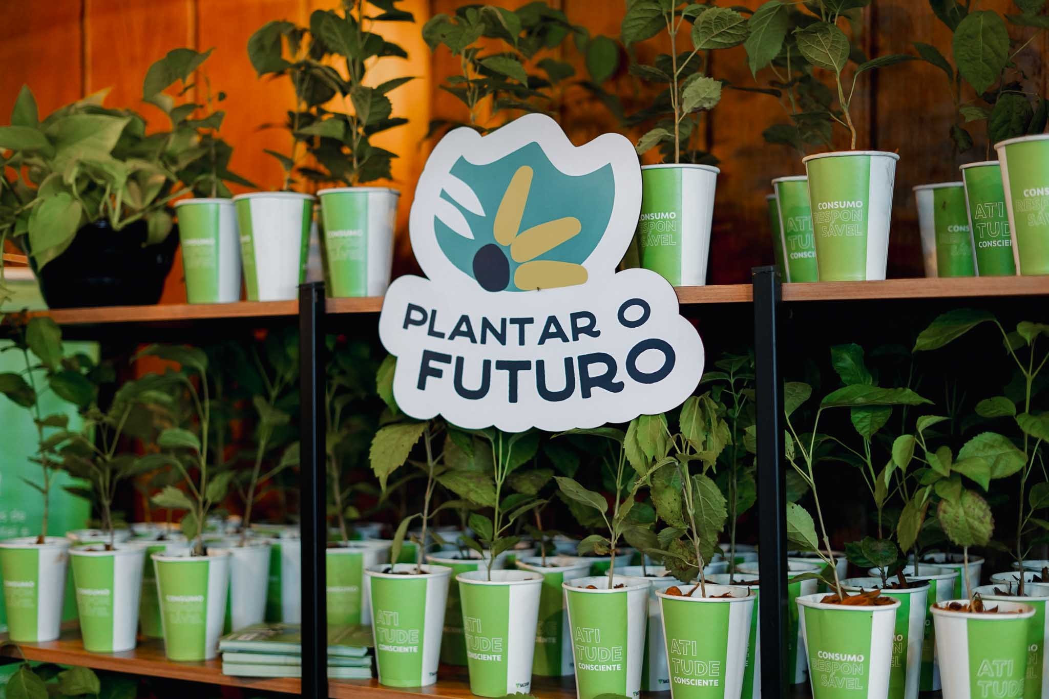Mudas de Ipê – Projeto “Plantar o futuro” — Foto: Divulgação