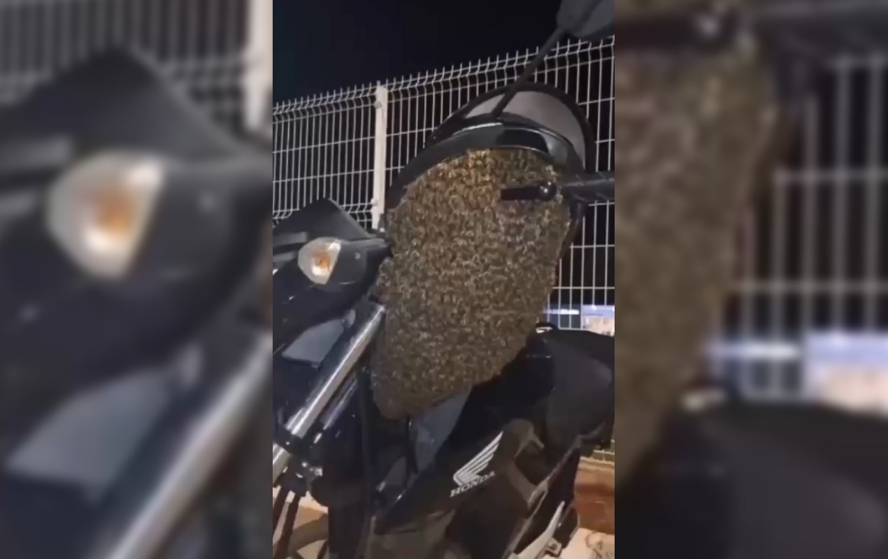 VÍDEO: Abelhas escolhem moto para 'descansar' e mobilizam Vigilância Ambiental em Botucatu