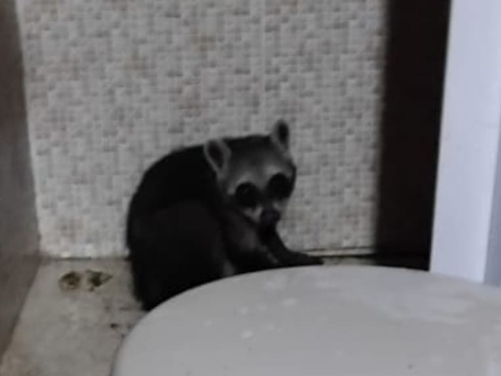 Guaxinim é capturado em residência e devolvido à natureza em Lagarto