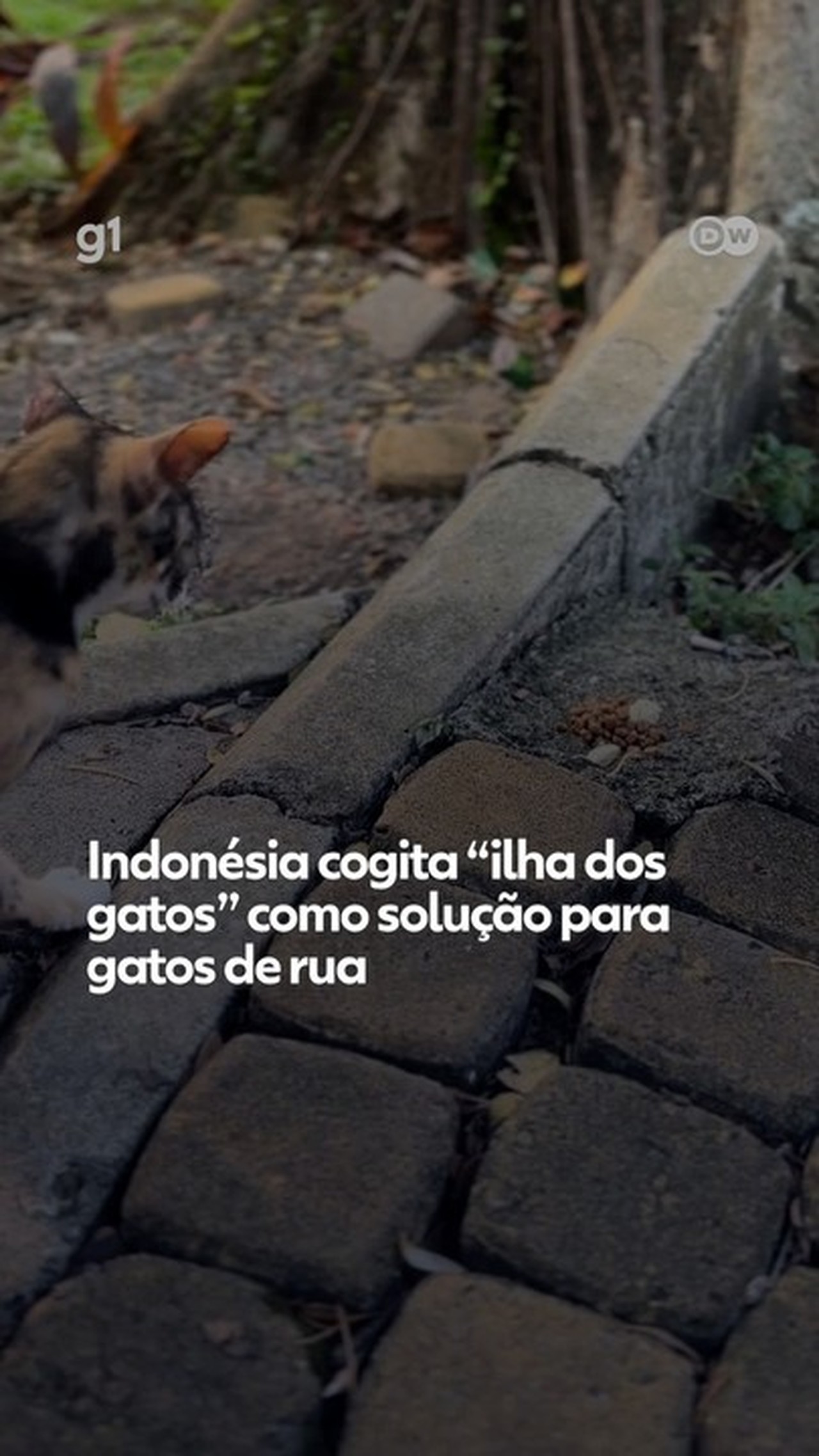 Indonésia cogita 'ilha dos gatos' como solução para gatos de rua