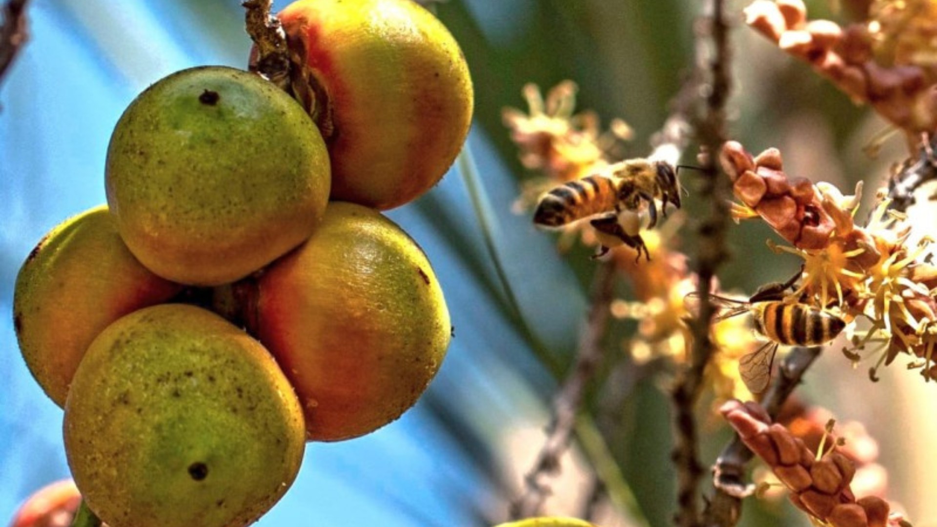 Você sabe o que significa 'cair os butiás do bolso'? Fruto que inspirou gíria é usado em cachaças, artesanato e virou até nome de cidade no RS
