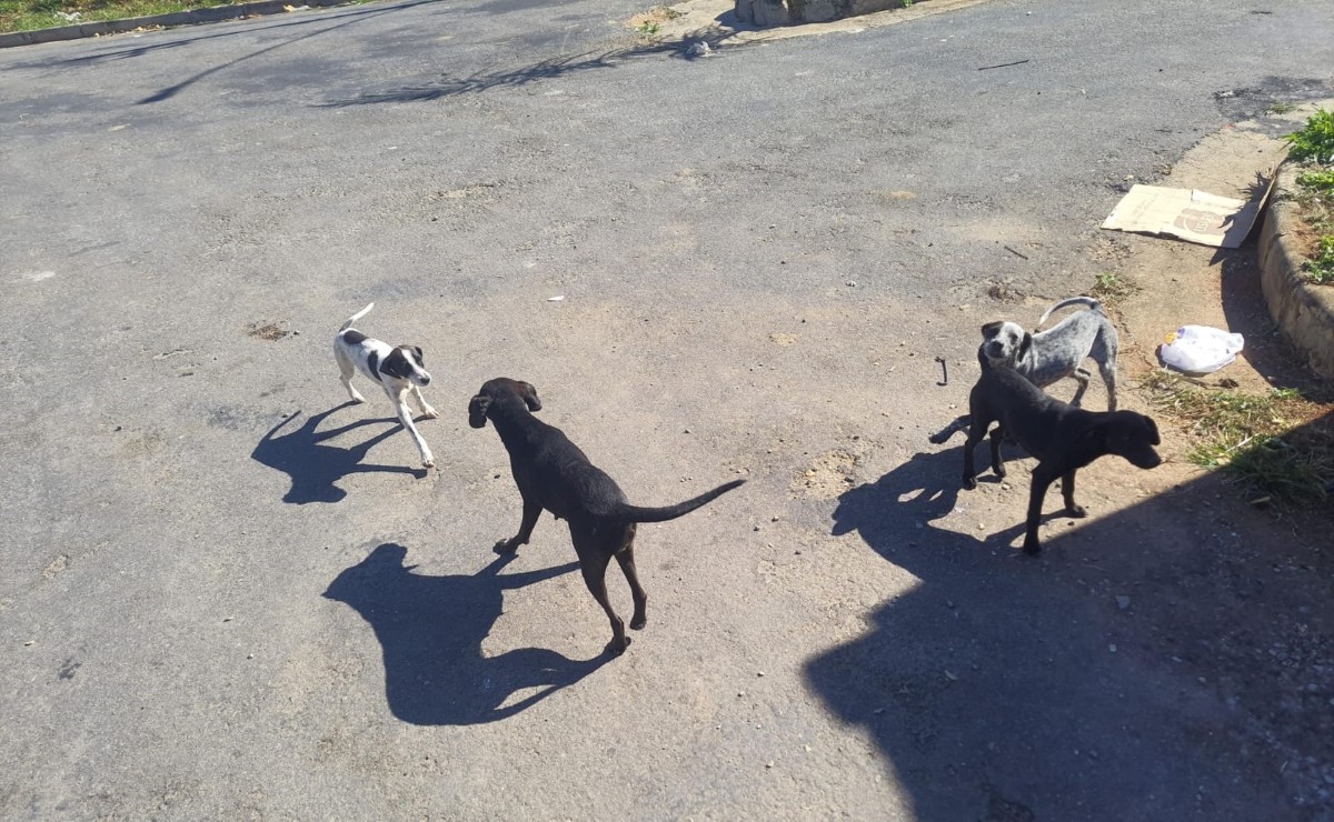 Mulher é presa por abandonar quatro cachorros na rua em Carmo do Cajuru