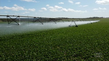 Especialista avalia que cultivo de feijão irrigado no cerrado não foi produtivo em 2024