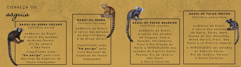 Vítimas do tráfico, saguis invasores podem levar macacos da Mata Atlântica  à extinção - Notícias ambientais