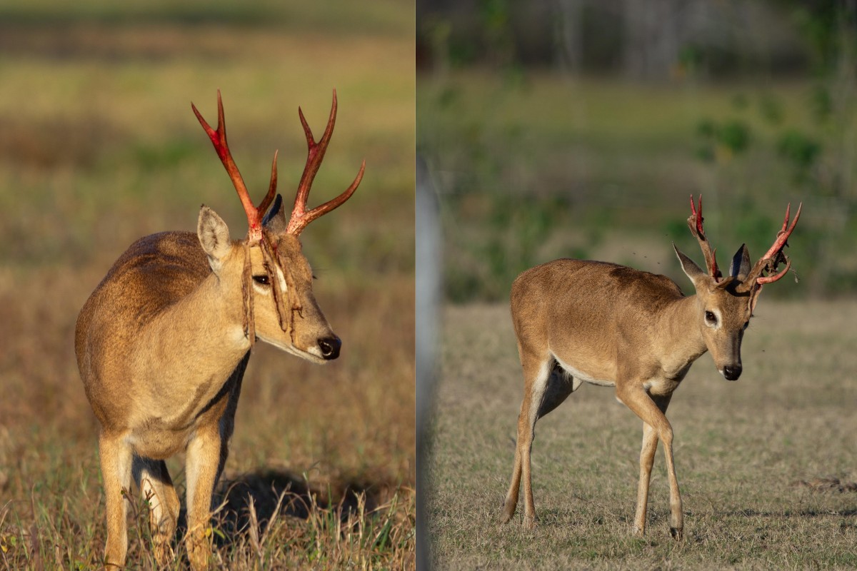 Fotógrafo flagra momento raro de veado-campeiro durante troca da galhada no Pantanal