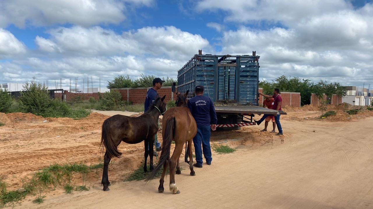 Cerca de mil animais foram recolhidos das ruas de Petrolina no primeiro semestre 