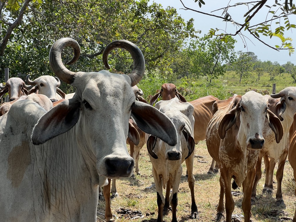 Vacas são criadas com carinhoa e têm nomes de celebridades na fazenda Bacabal, no município de Amajari, Norte de Roraima — Foto: Caíque Rodrigues/g1 RR