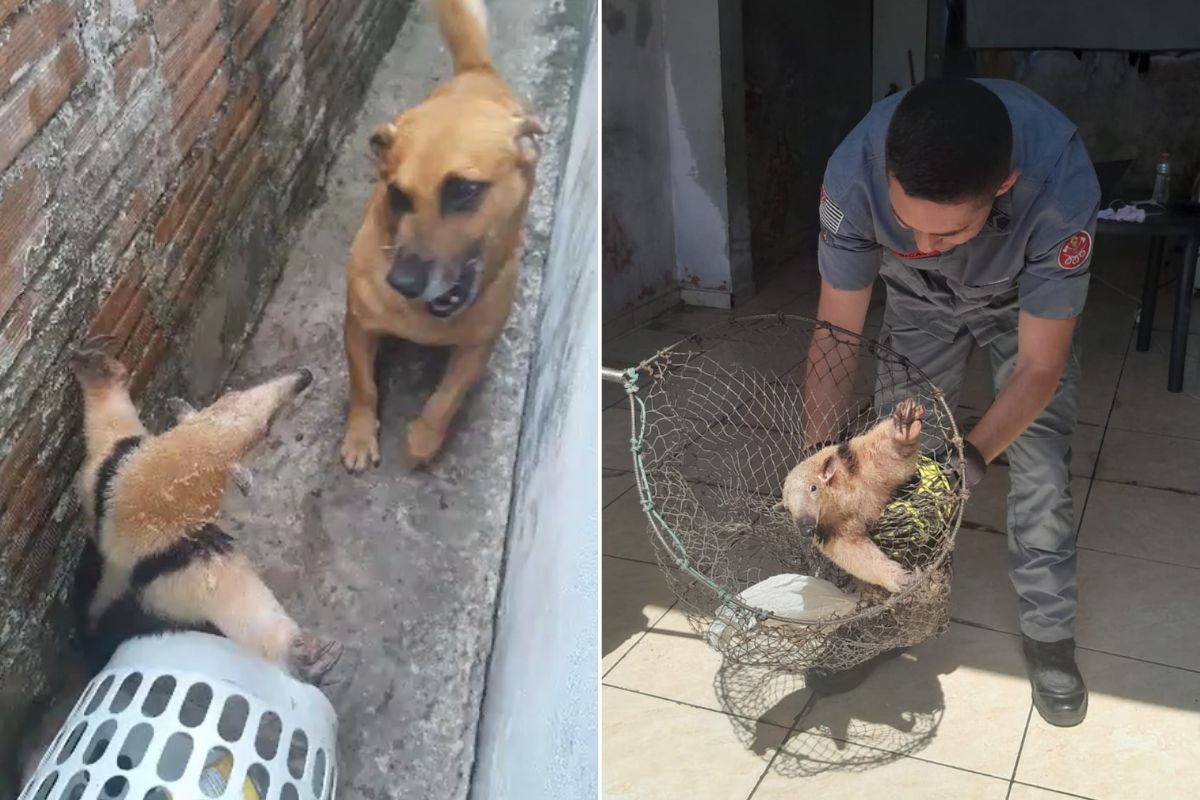 Tamanduá é filmado de 'braços abertos' após invadir casa e ser encurralado por cachorro; VÍDEO