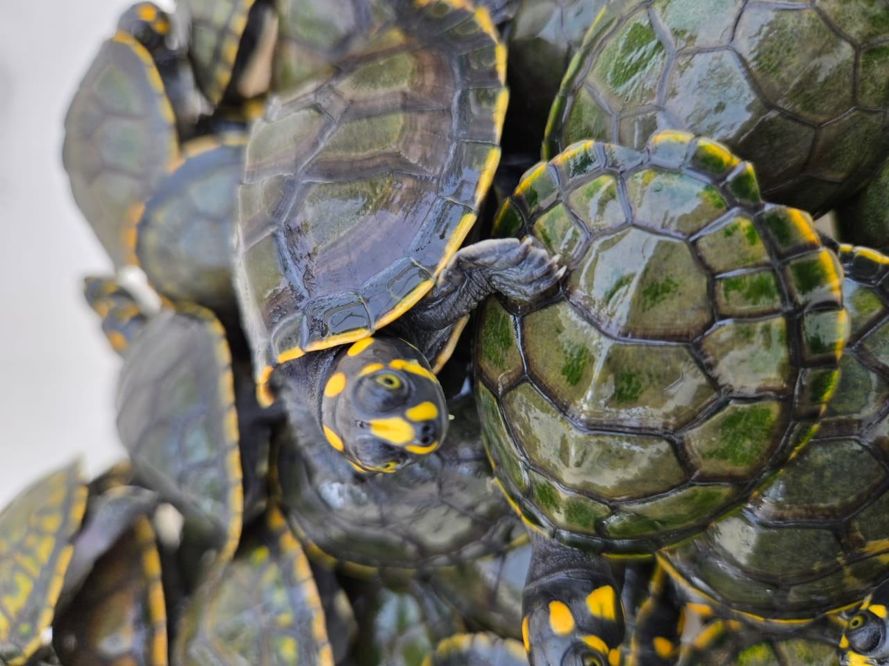 Você Não Tá Convidada pro Meu Bat Mitzvá!