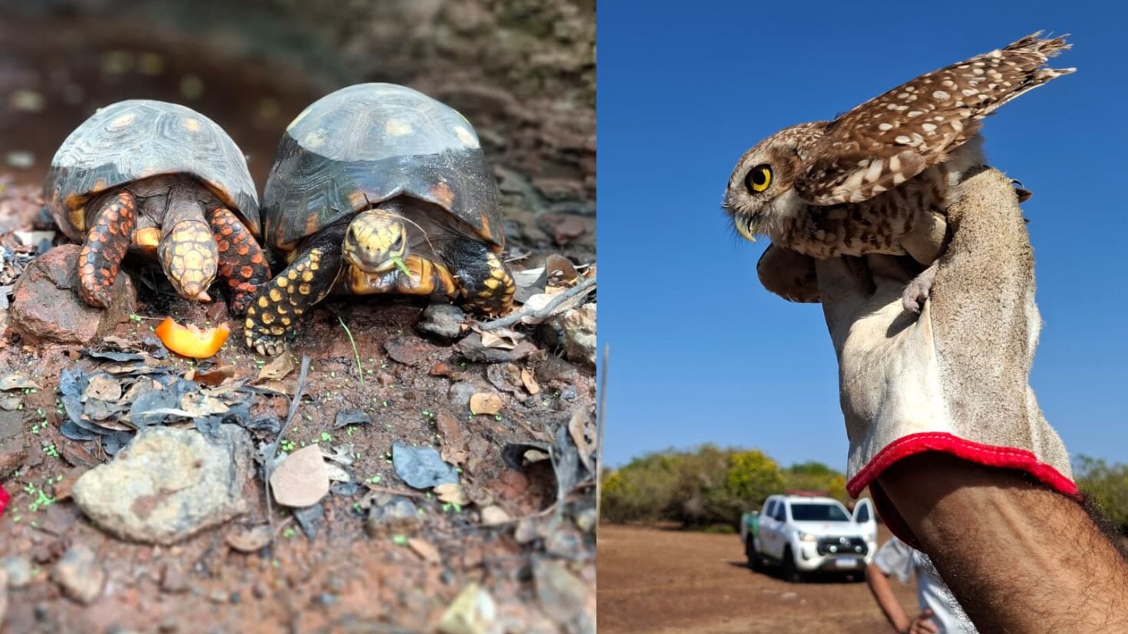 VÍDEO: quase 50 animais silvestres resgatados são devolvidos à natureza no Piauí