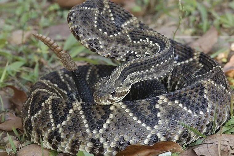 Cobra cascavel é capturada após invadir armadilha para ratos em empresa de MT; vídeo