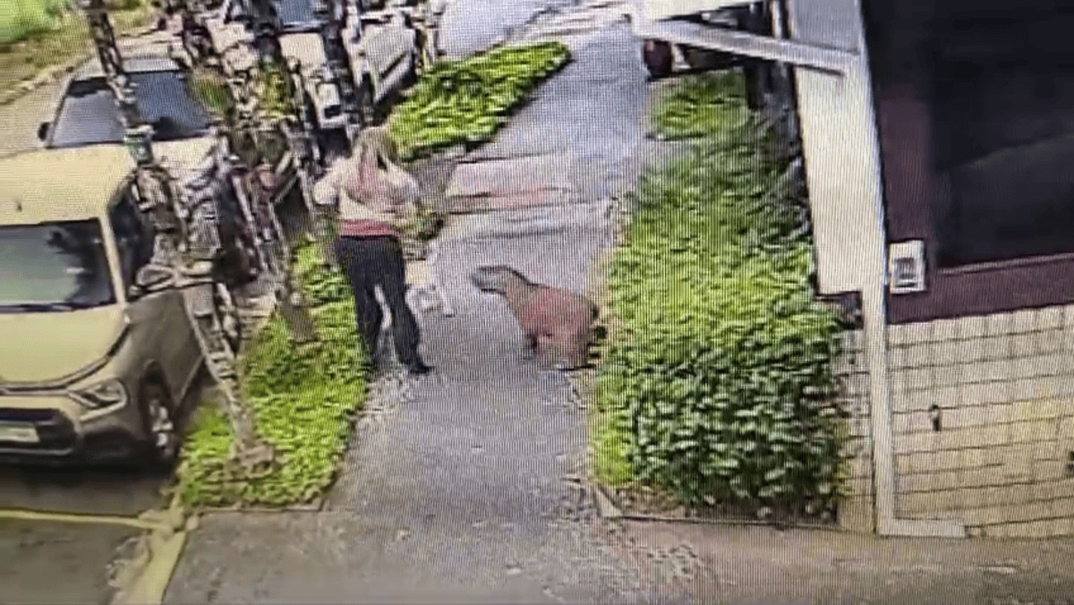 VÍDEO: capivara sai de moita e ataca cão no interior de SP