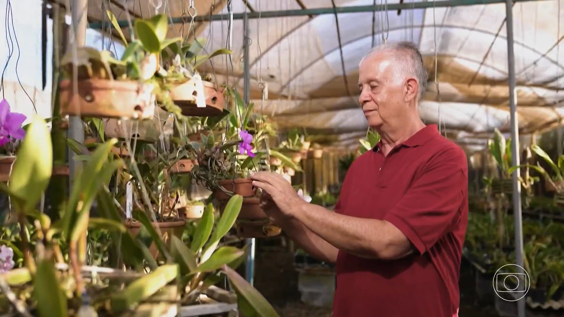 Aposentadoria inspirou criação de orquidário que deve faturar R$ 70 mil neste ano