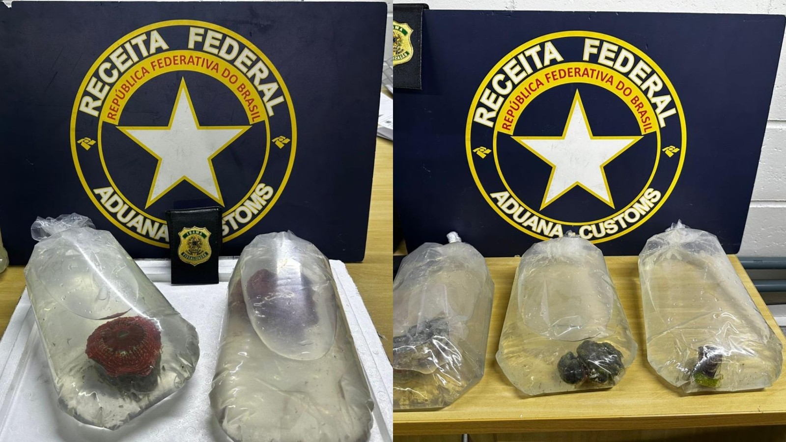 Corais do oceano Pacífico são apreendidos sem documentação no aeroporto de Fortaleza
