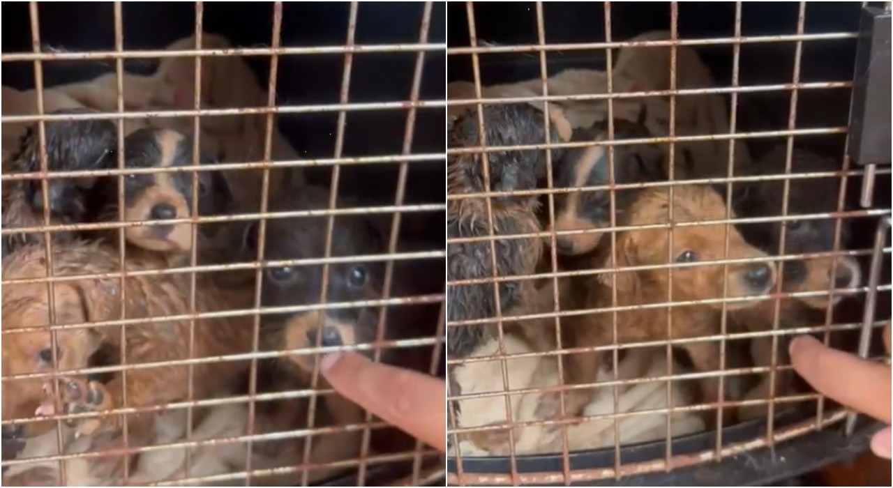 Mulher resgata nove cães em situação de maus-tratos em Várzea Paulista e os entrega para ONG de proteção animal 