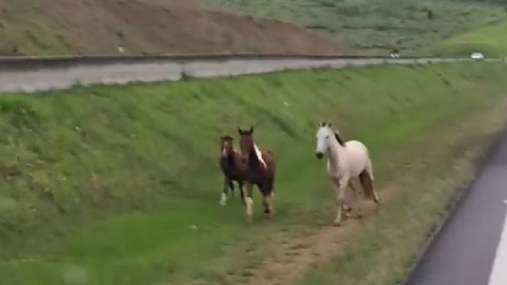 VÍDEO mostra cavalos soltos correndo às margens da rodovia Carvalho Pinto, em São José dos Campos