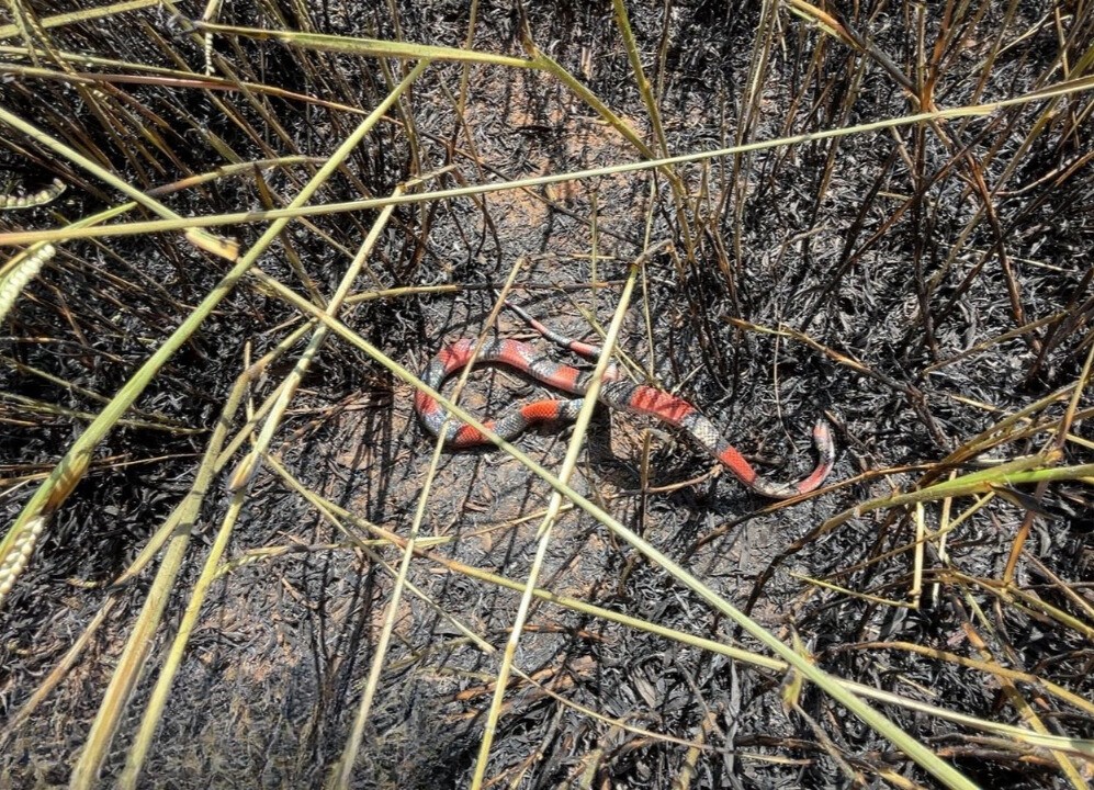 Cobra morre queimada em incêndio que destruiu área de vegetação equivalente a três campos de futebol em Formiga