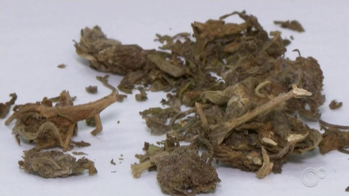 Especialista fala sobre perigos da droga K9, conhecida por causar