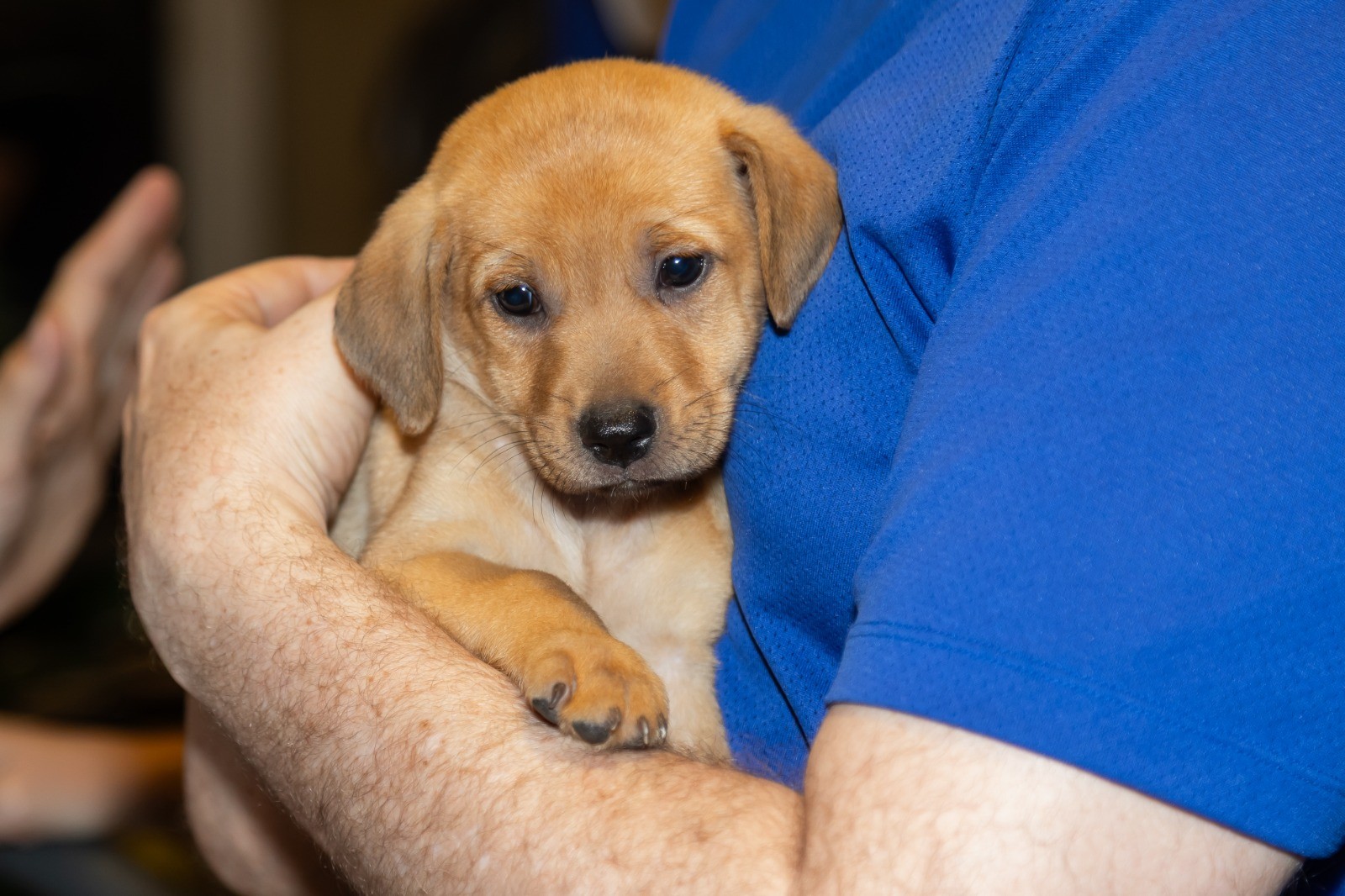 Campanha de natal arrecada doações para cães resgatados por projeto em Petrolina