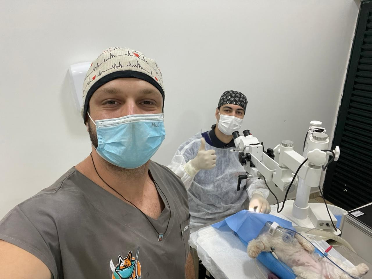 Cuidados avançados para cães e gatos: conheça especialidades veterinárias que espelham a medicina humana