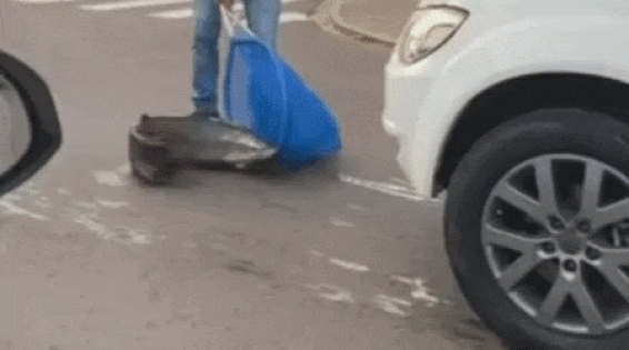 Pirarucu 'Fujona' passará por quarentena e avaliação ao chegar ao Bioparque Pantanal