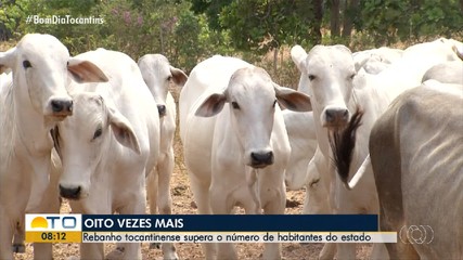 IBGE revela que o rebanho de gado supera o número de habitantes no Tocantins