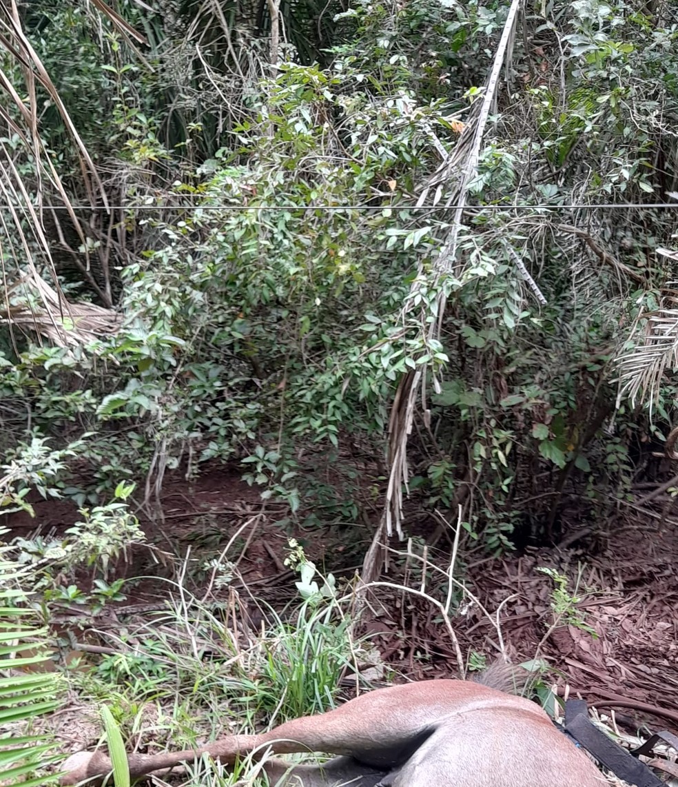 Vaqueiro de 22 anos e cavalo morrem eletrocutados enquanto perseguiam boi  em mata no Piauí - Info Newss
