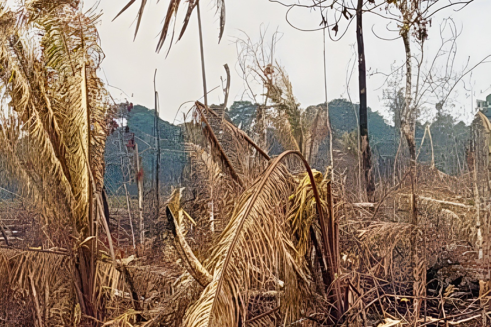 Justiça condena homem por desmatamento ilegal equivalente a 636 campos de futebol no interior do AM