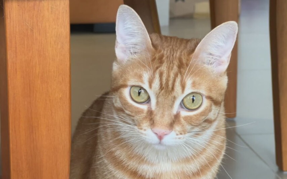 5 de 9
Gatos laranja s&atilde;o realmente mais bagunceiros? Especialista e tutores explicam a fama de 'agente do caos' &mdash; Foto: TV TEM/Reprodu&ccedil;&atilde;o