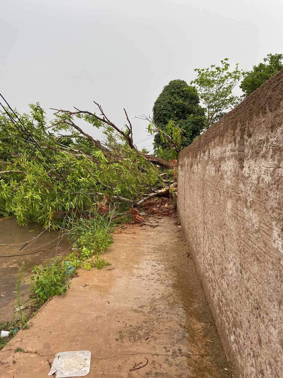 Fortes chuvas derrubam árvores e causam prejuízos em Porto Velho — Foto: Foto: Reprodução/ internet
