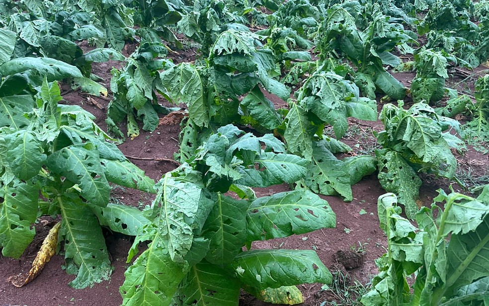 Plantação de fumo é destruída por chuva de granizo em Poço Fundo — Foto: Reprodução redes sociais