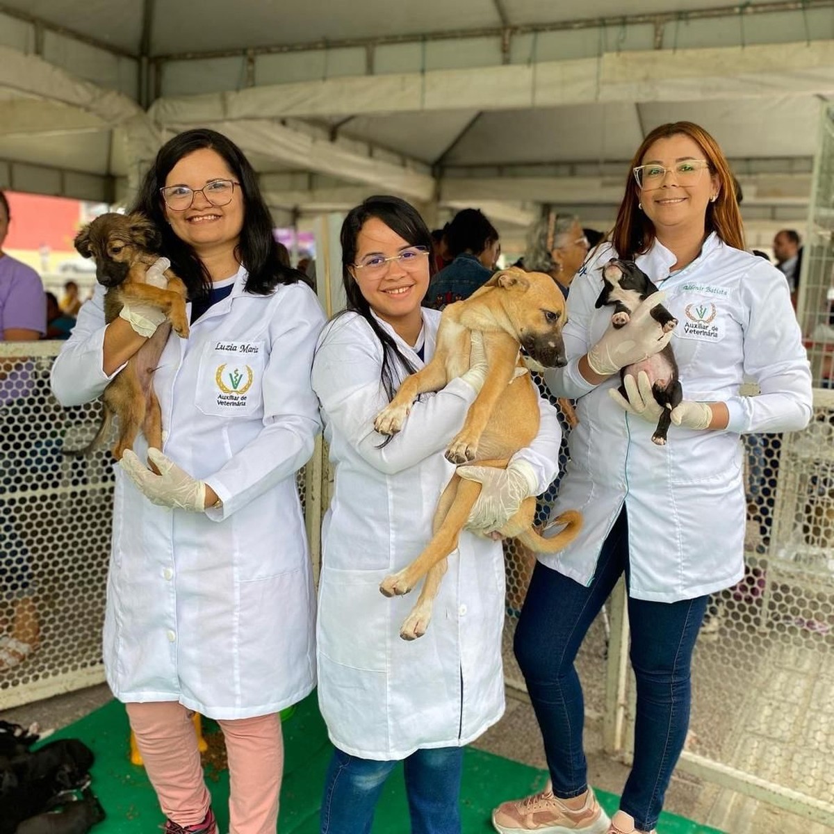 Ação gratuita de vacinação antirrábica e adoção responsável de cães e gatos é realizada em Caruaru