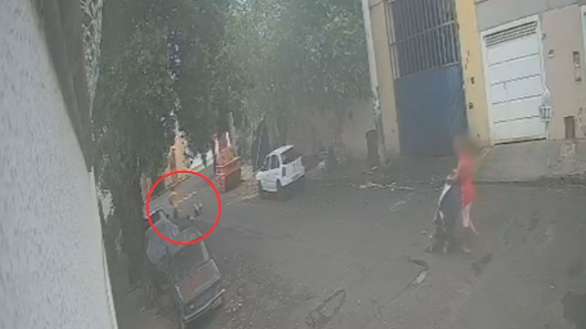 Câmera flagra momento em que catador de recicláveis é golpeado com paulada na cabeça; suspeito foi preso