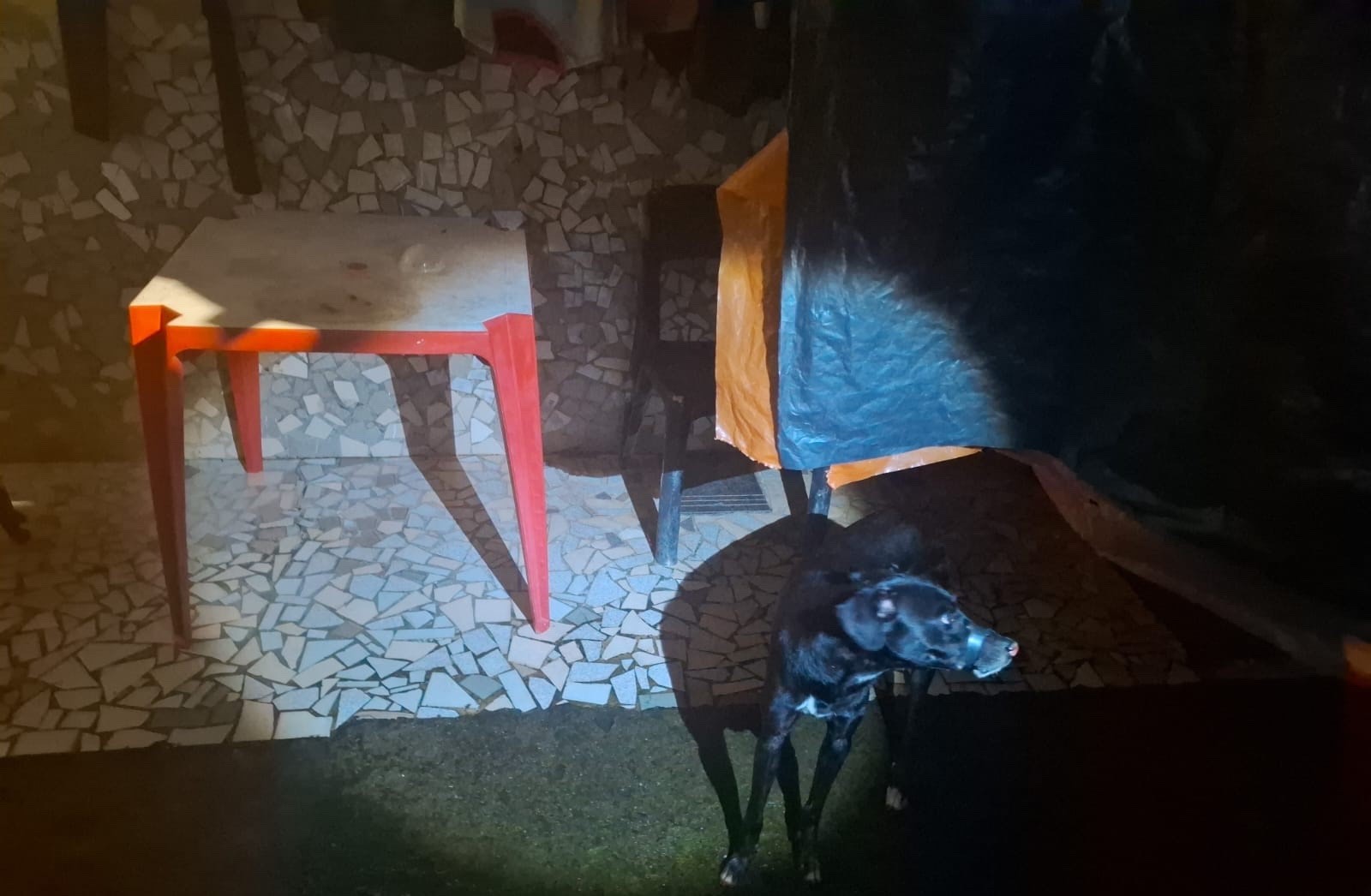 Homem é preso suspeito de amarrar focinho de cachorro com fita em Maceió; VÍDEO