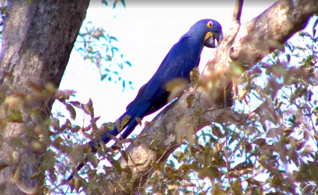 TVCA acompanhou pesquisadores em expedição pelos sons do Pantanal 