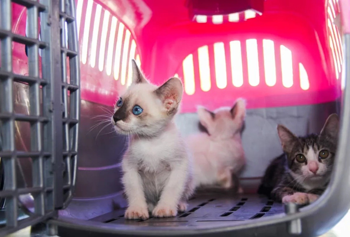 Petrópolis e Araruama estão entre as cidades com mais denúncias de maus-tratos a animais