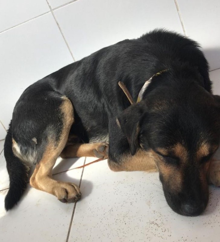 Chorão: Cão que abraçou perna de veterinária no RS e emocionou Ana Maria encontra tutor após enchentes