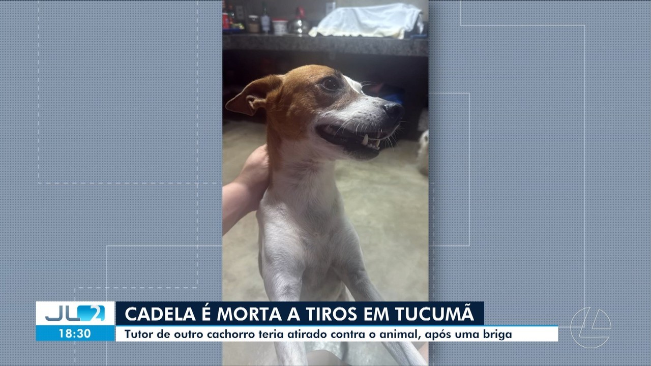 Cadela resgatada após sofrer zoofilia é morta a tiro em Tucumã, sul do Pará