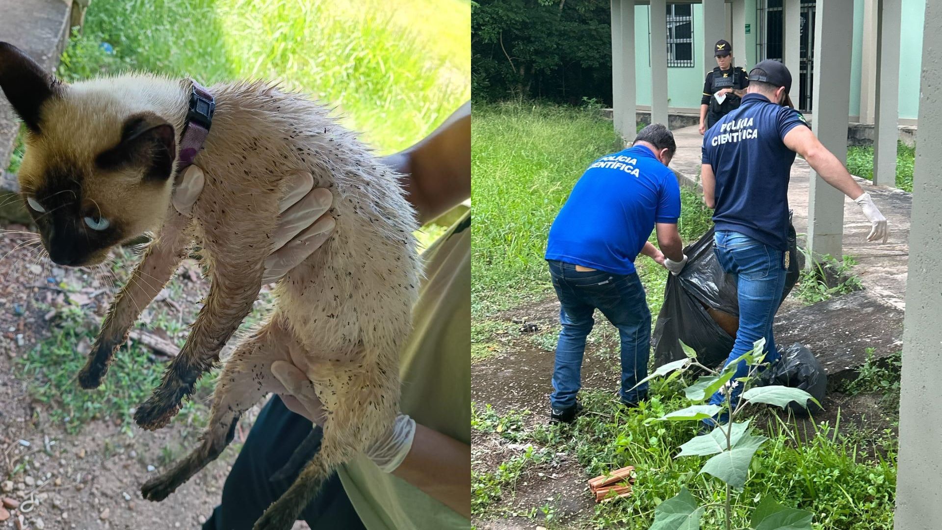 Gato decapitado e cães mortos: estudantes relatam onda de violência na universidade federal do AP