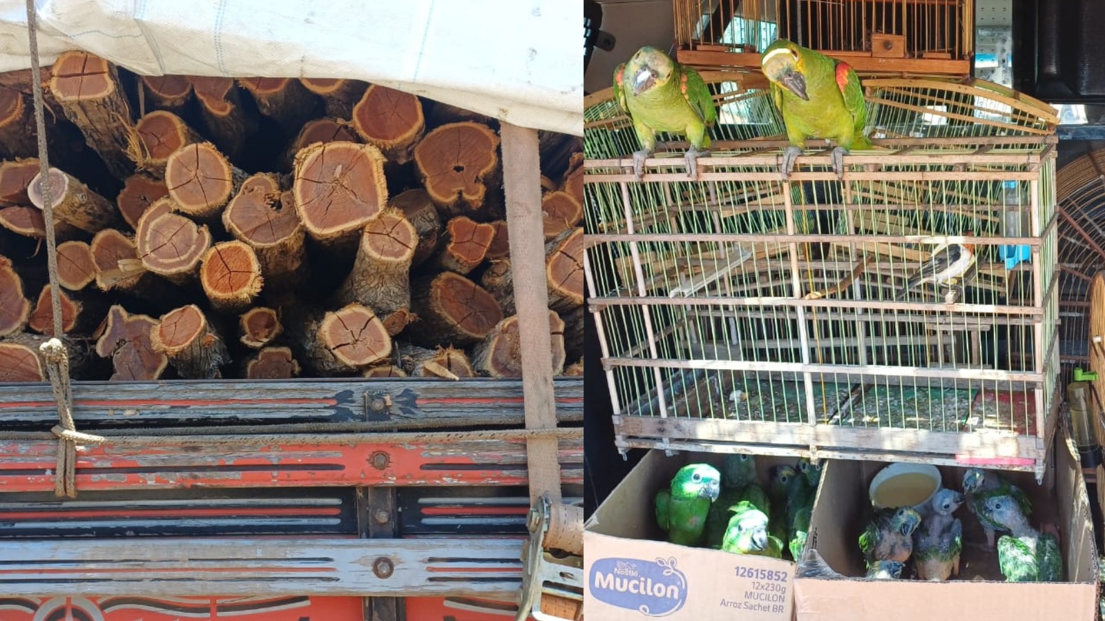 Animais silvestres e madeira irregular são apreendidos pela PRF no Piauí