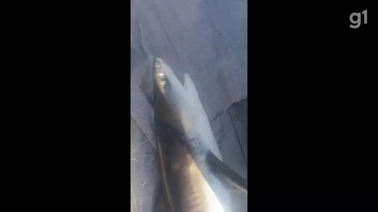 Pescador devolve tubarão-tigre à natureza após animal ficar preso em rede de pesca em Maricá; vídeo