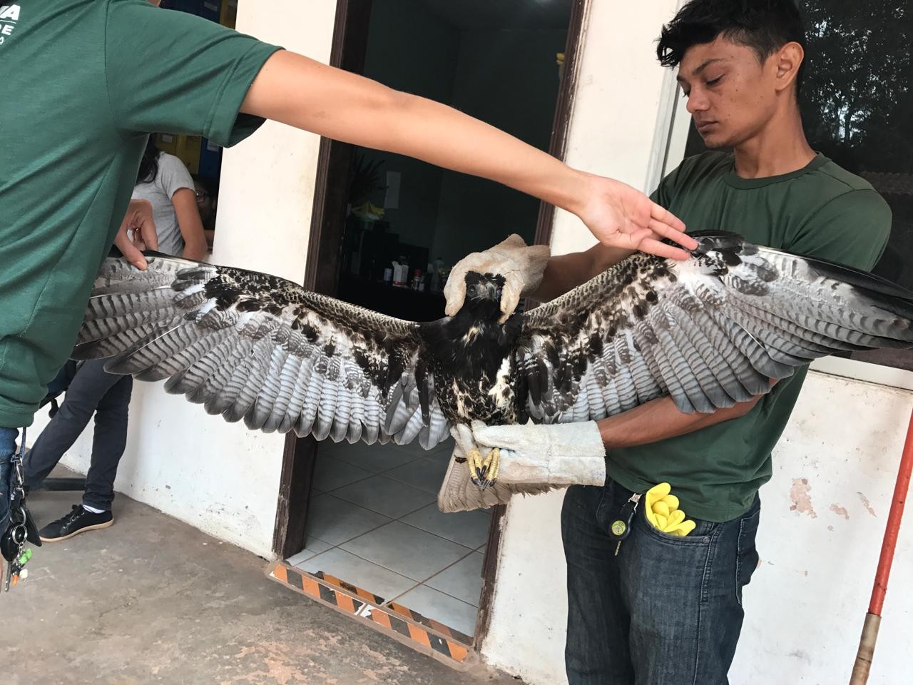 Queimadas forçam animais a fugir para áreas urbanas no oeste do Pará