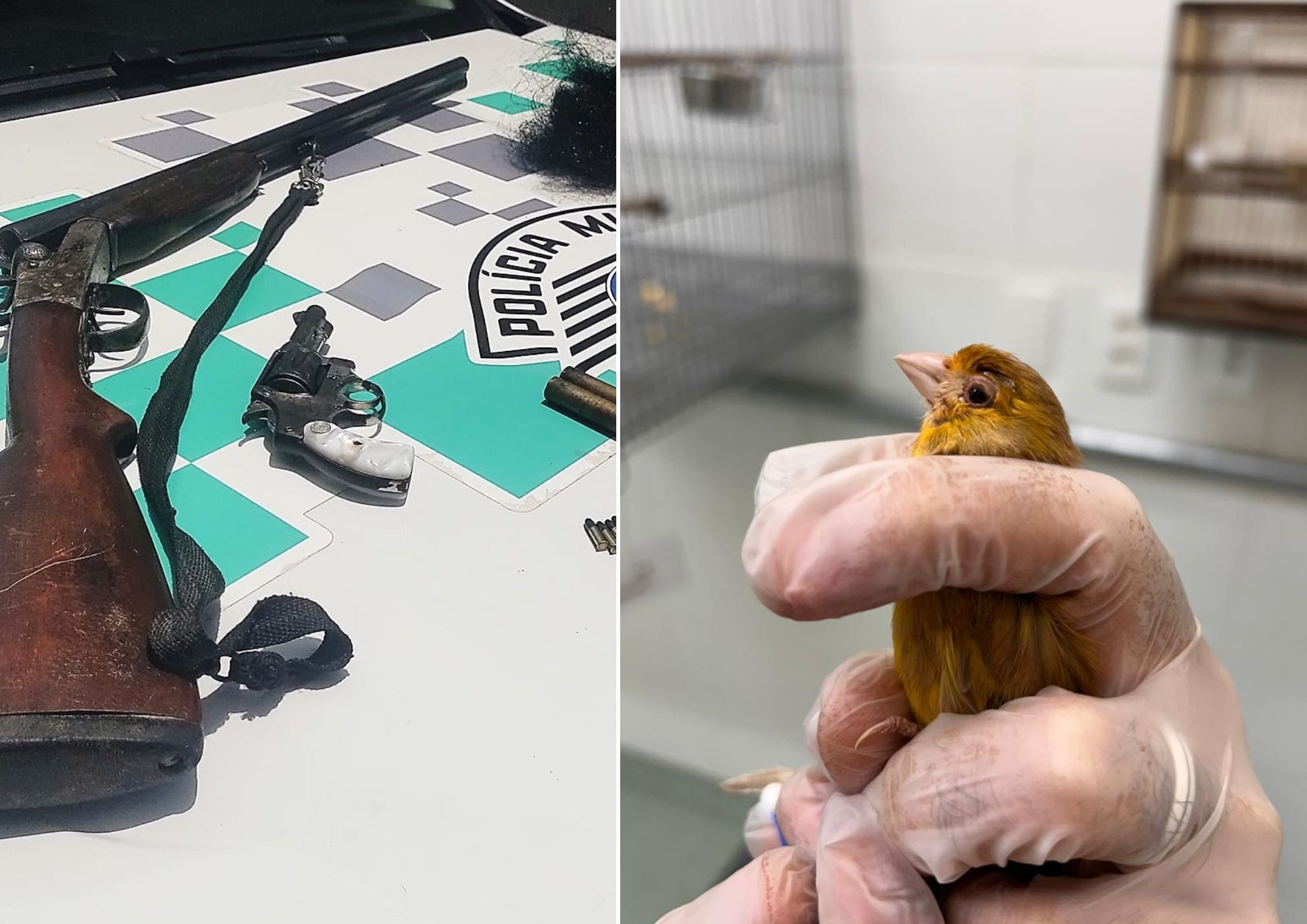 Homem é preso e multado em mais de R$ 50 mil após PM encontrar aves em cativeiro no interior de SP