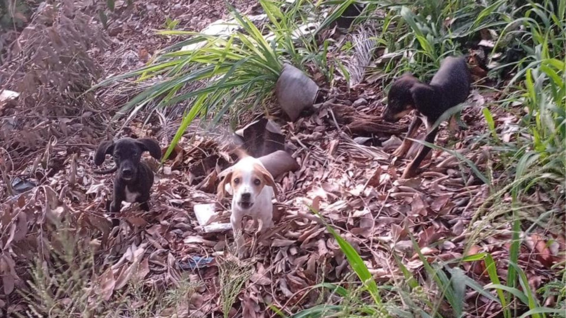 Suspeita é multada em R$ 15 mil por abandonar filhotes de cães em caixa de papelão com nome dela em terreno 