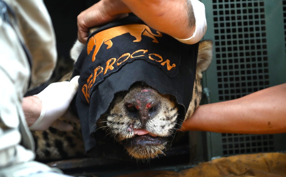 Felino foi capturado com ferimentos — Foto: Saul Schramm/Secom